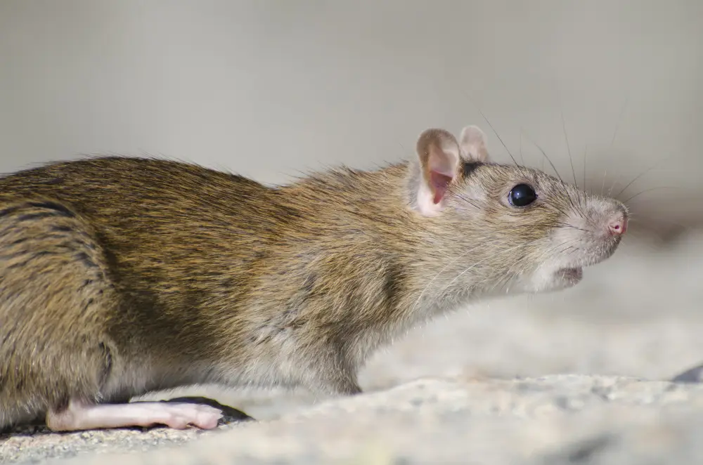 Profil latéral d'un rat brun en extérieur, montrant l'espèce la plus commune et ses indices de présence