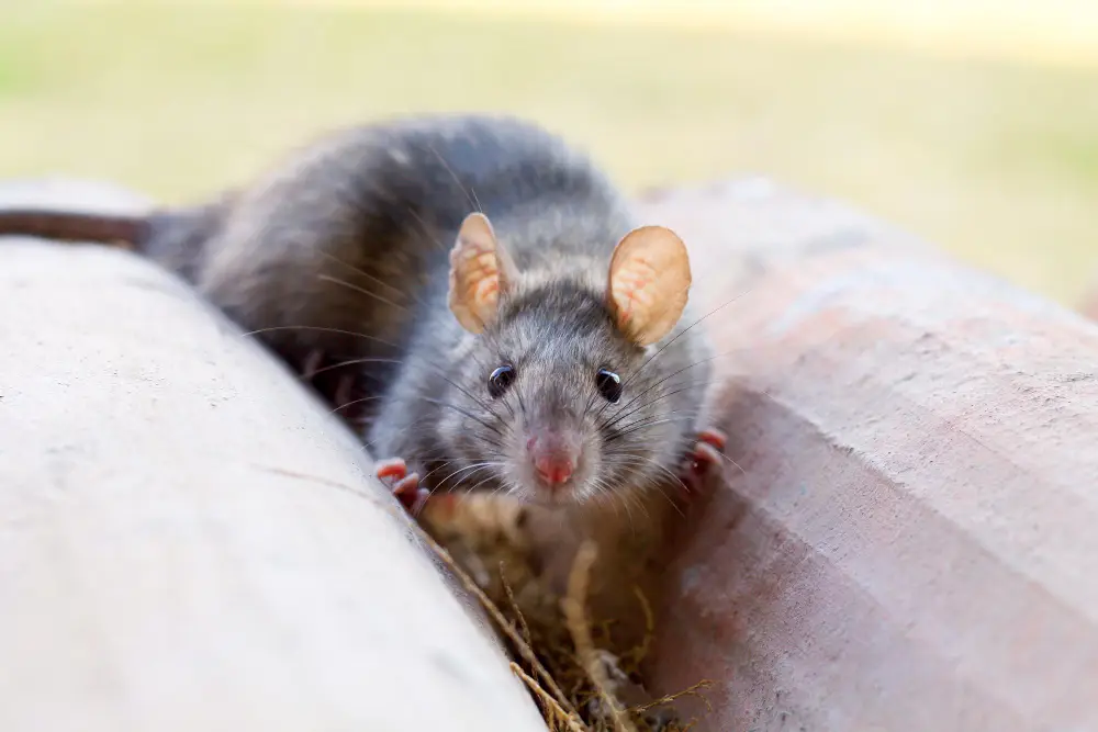 Rat dissimulé dans un recoin d'habitation, symbole des zones où l'on retrouve souvent des crottes
