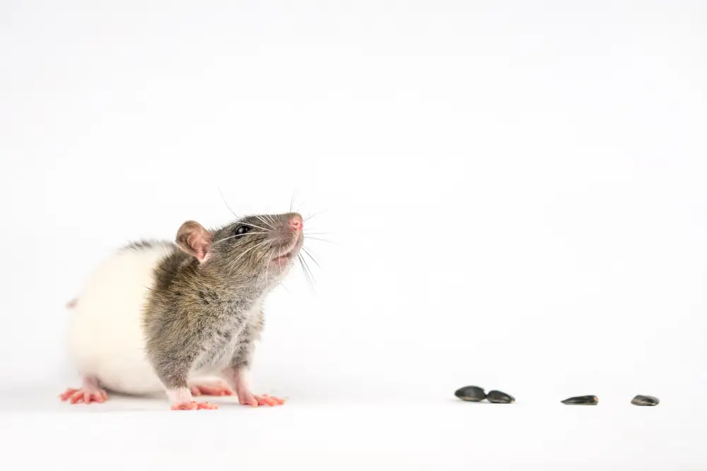 Rat domestique observant des crottes, utile pour comparer avec celles d'un rat sauvage