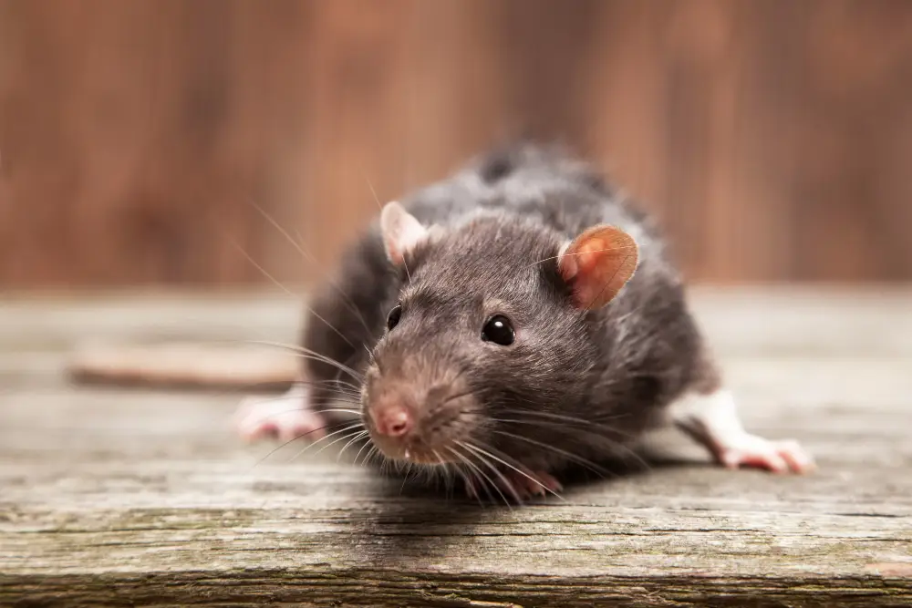 Gros plan d'un rat brun sur une surface en bois, permettant d'illustrer l'identification des crottes et traces de rongeurs