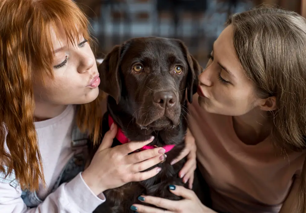 Propriétaire enregistrant son chien sur la plateforme I-CAD après adoption