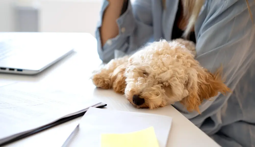 Certificat d'engagement et de connaissance pour adopter un chien en toute légalité