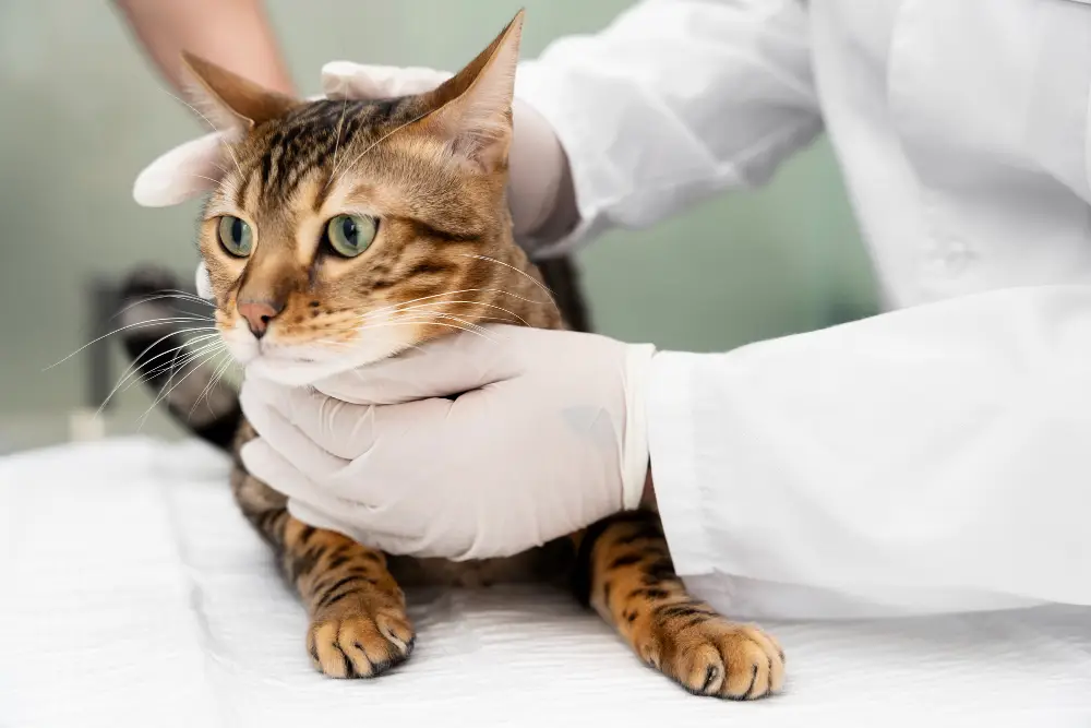 Vétérinaire examinant un chat tacheté pour un contrôle de santé
