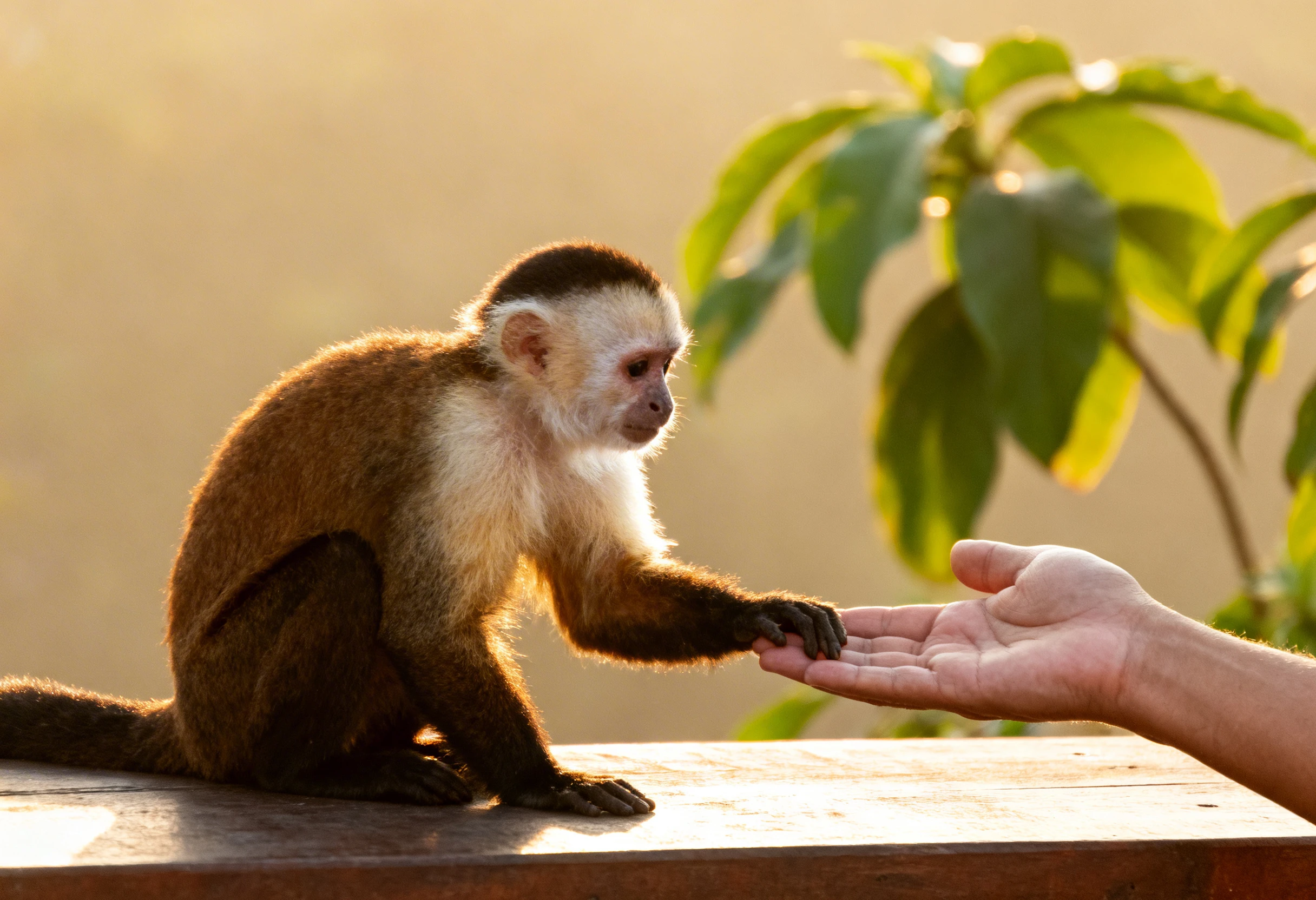Primate interagissant avec une main humaine illustrant l’adoption d’un primate