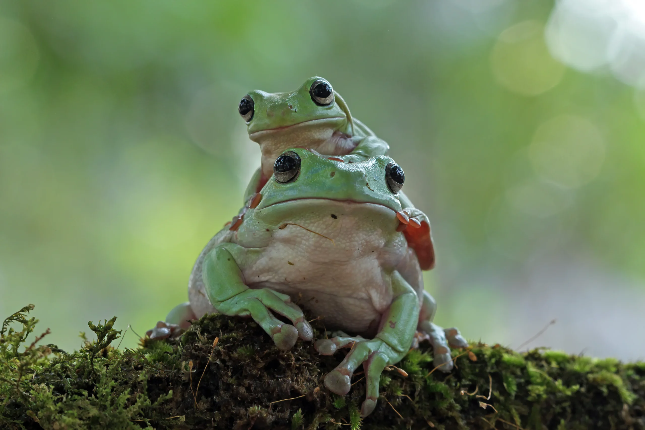 Amphibiens comme des grenouilles illustrant le comportement d’un amphibien dans son habitat naturel