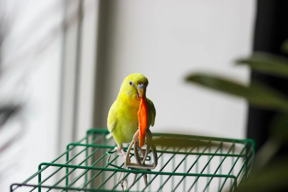 Oiseau domestique observant son environnement et interagissant avec son espace de vie