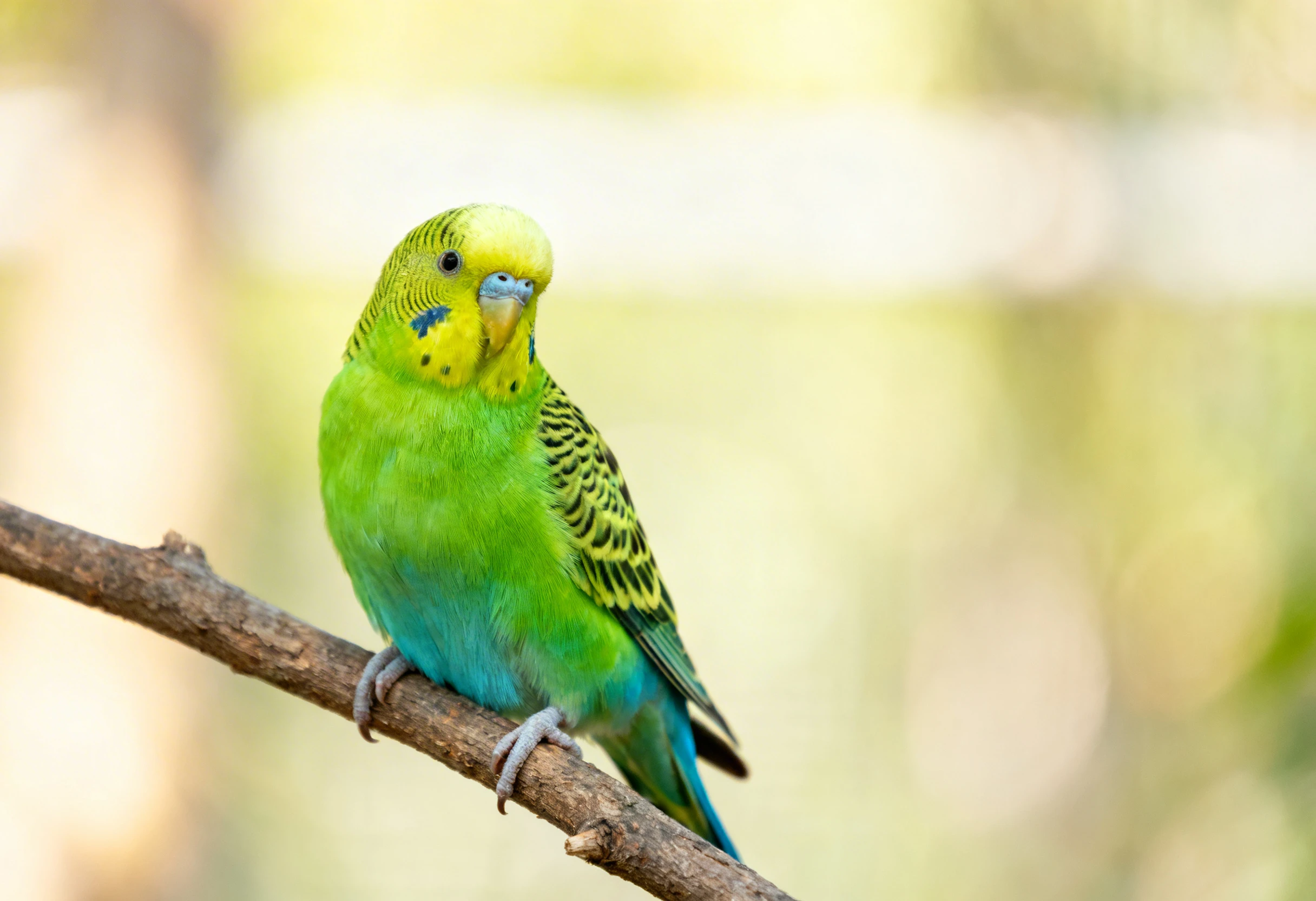 Oiseau perché illustrant des conseils de soins et de bien-être