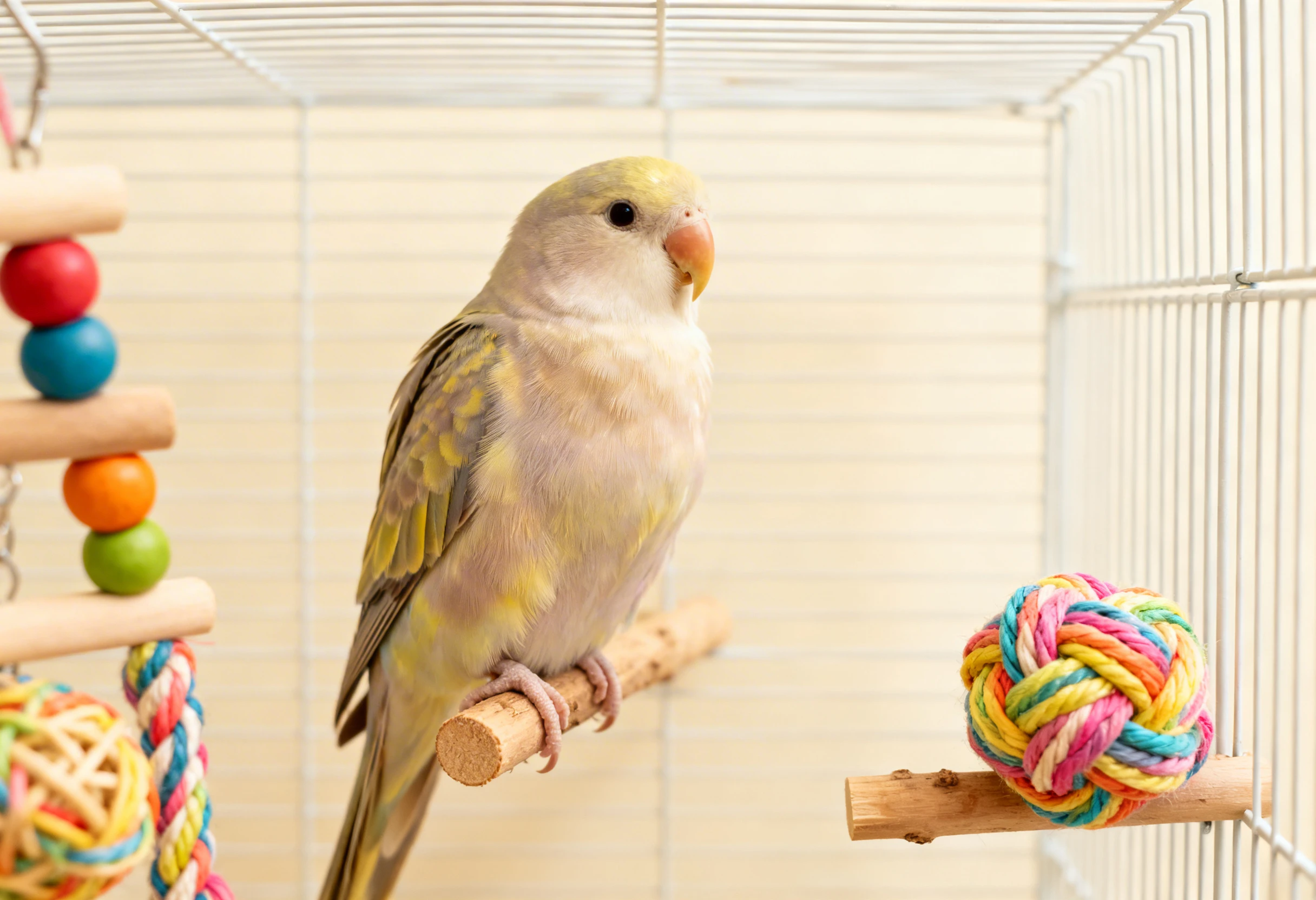 Oiseau domestique en cage en cours d’éducation avec jouets et perchoir adapté