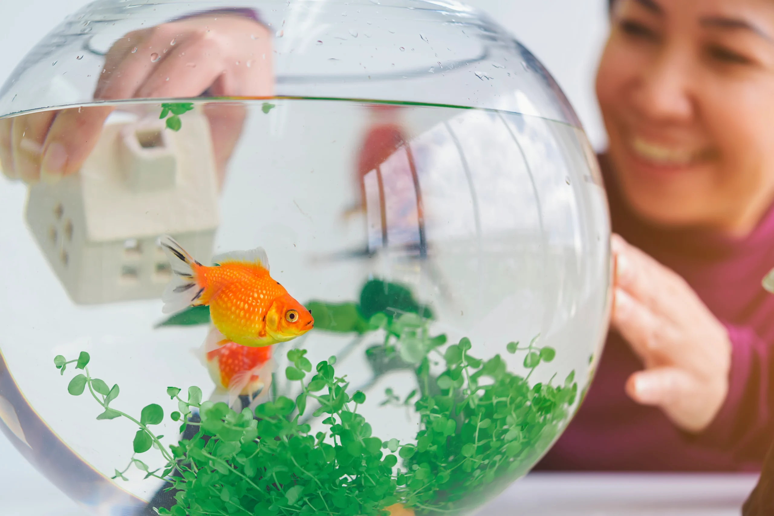 Personne nourrissant un poisson rouge dans un aquarium avec plantes aquatiques