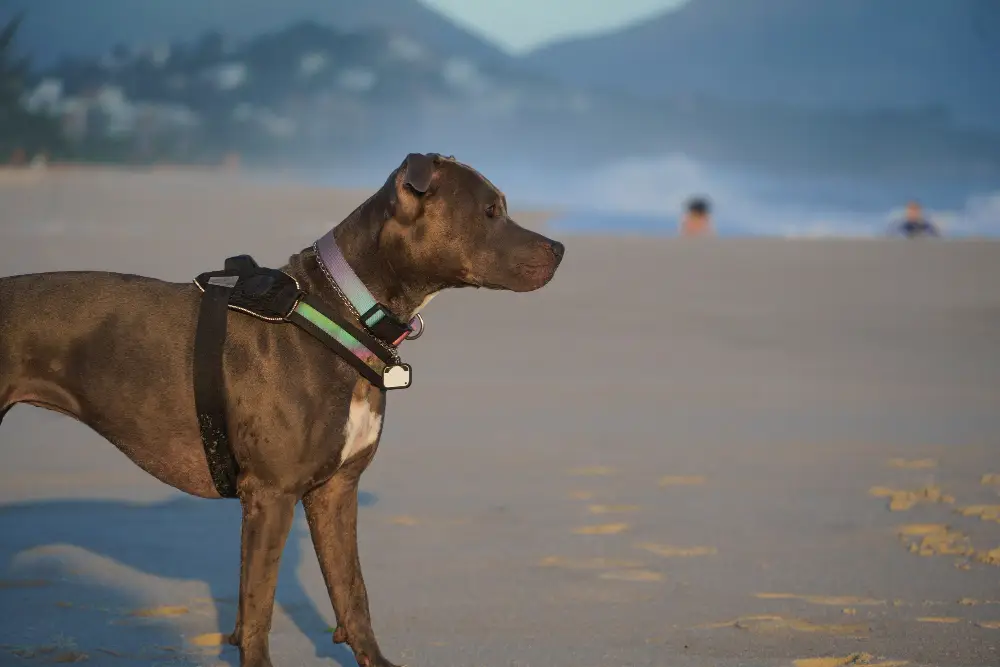 Chien portant un collier ajusté lors d'une balade en extérieur au bord de la plage