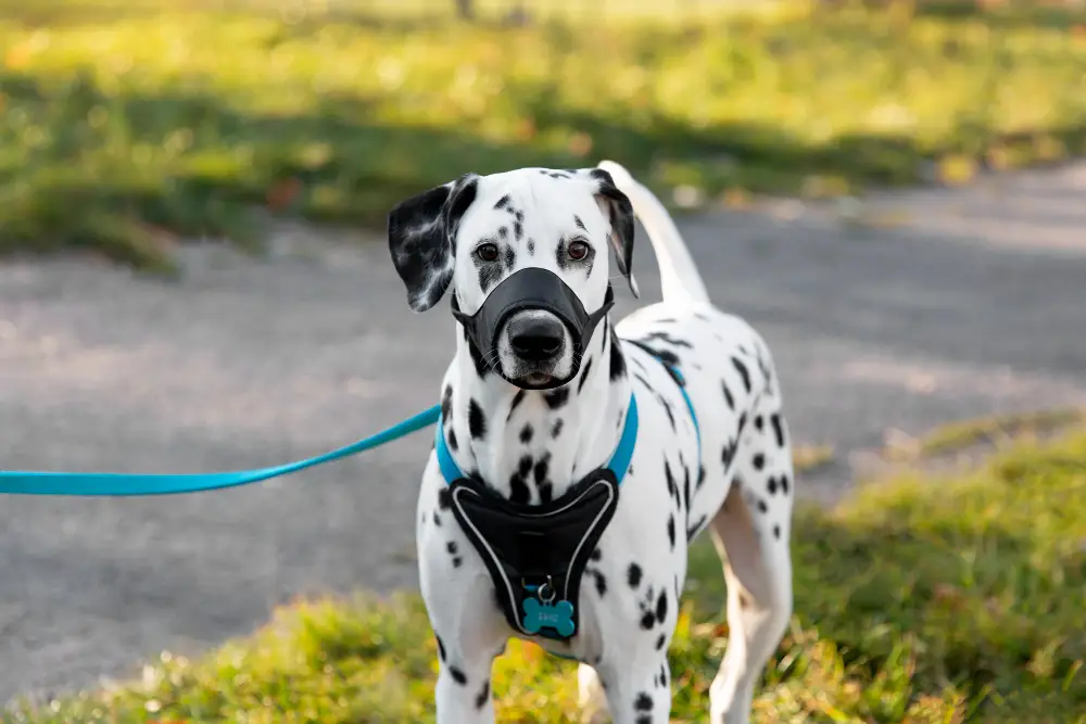 Chien dalmatien portant un collier et un équipement de promenade pour sécuriser les sorties
