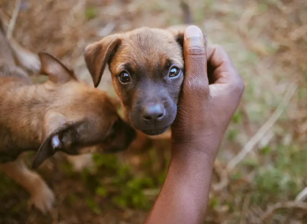 Chiot tenu délicatement dans les mains lors d’une adoption entre particuliers