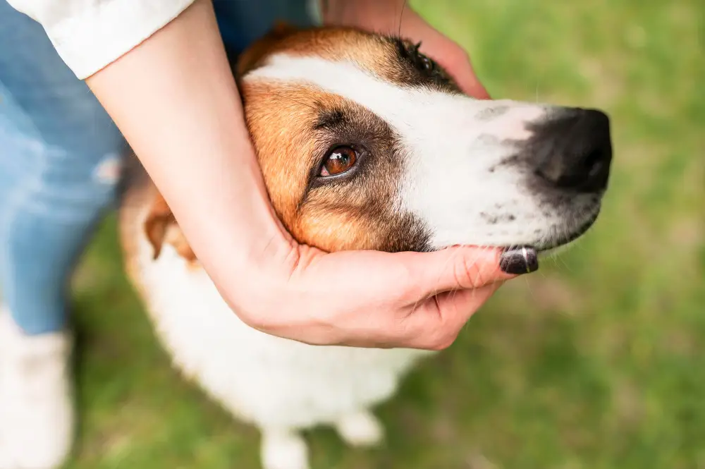 Chien rassuré par sa nouvelle famille après une adoption chez un particulier