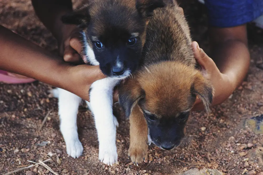 Deux chiots manipulés avec douceur avant une adoption chez un particulier
