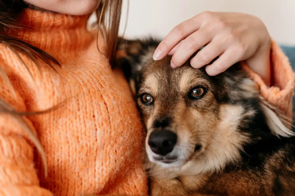Chien adulte rassuré par sa nouvelle maîtresse après une adoption chien