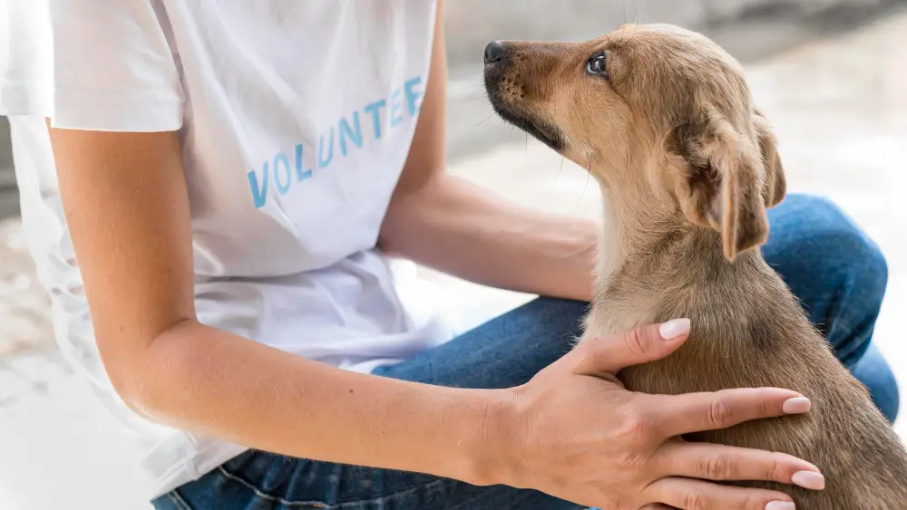 Bénévole caressant un chiot en refuge avant une adoption chien responsable