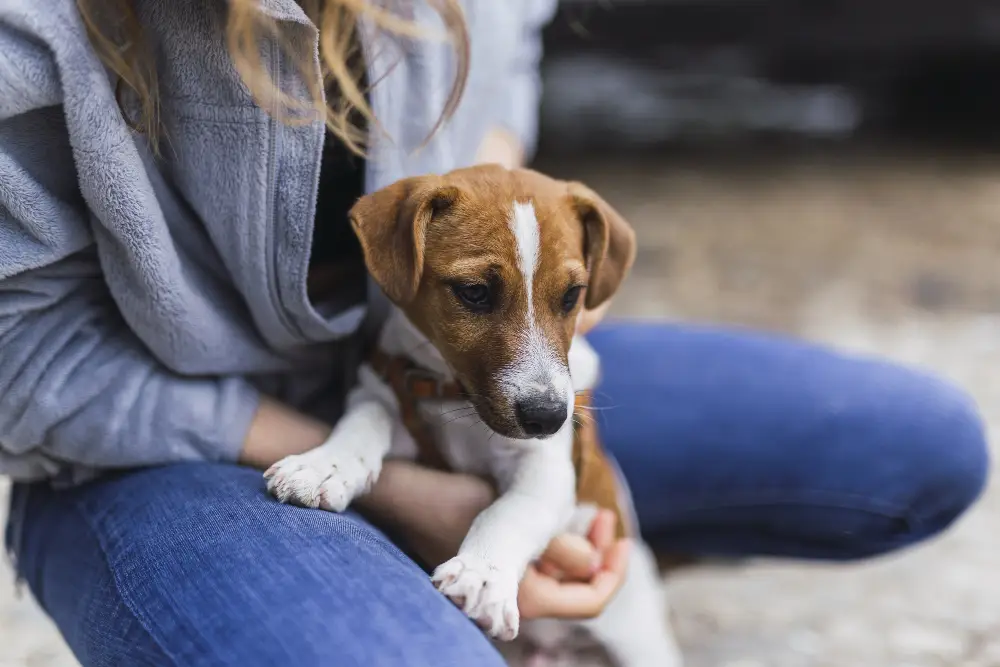 Chiot dans les bras de sa nouvelle famille pendant les premiers jours d’adoption chien