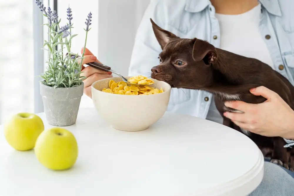 Petit chien attiré par un bol d'aliments humains, illustration d'une alimentation inadaptée aux besoins en nutriments du chien
