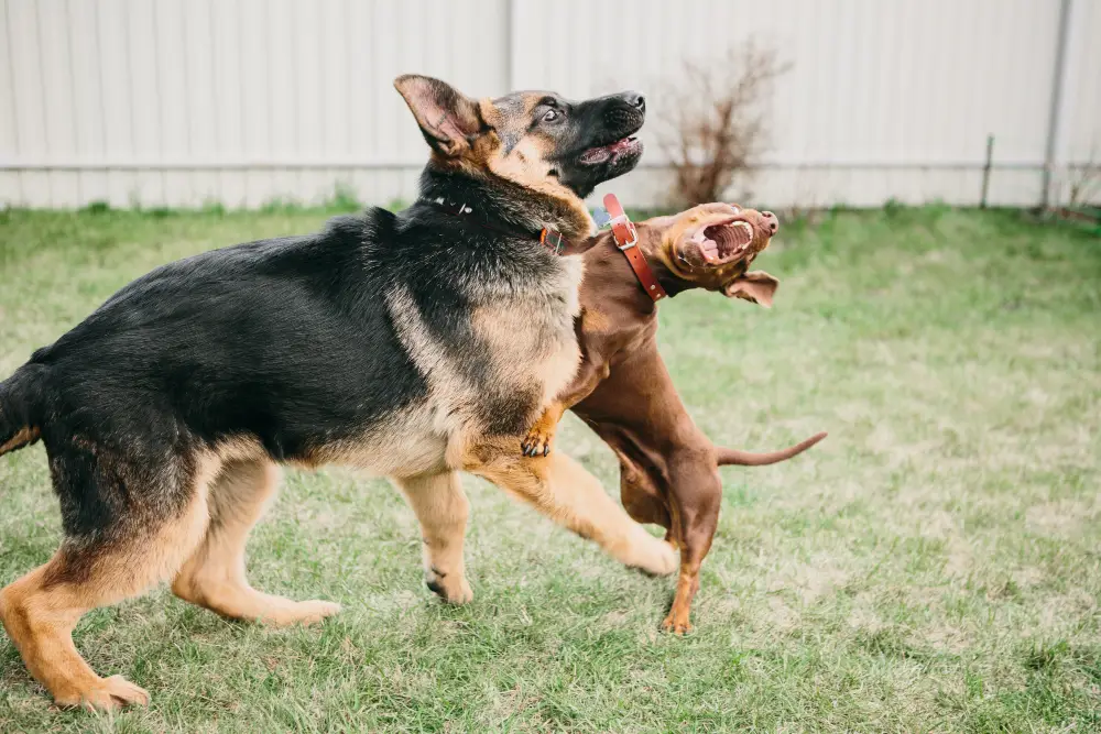 Deux chiens qui se battent dans un jardin, illustrant un conflit et une montée d’excitation entre chiens