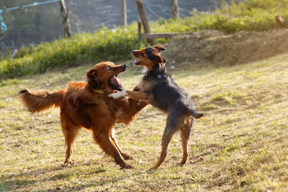 Deux chiens en train de se faire face et de montrer les dents avant une bagarre entre chien