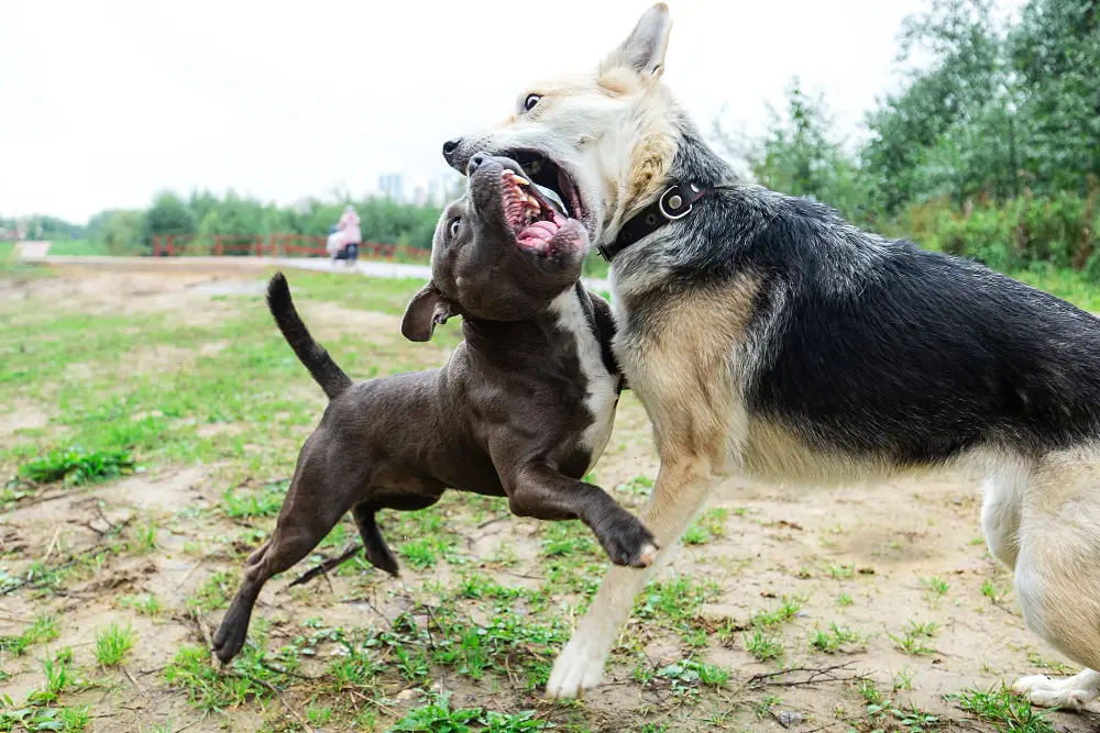 Deux chiens engagés dans une vraie rixe en extérieur avec morsure et confrontation directe