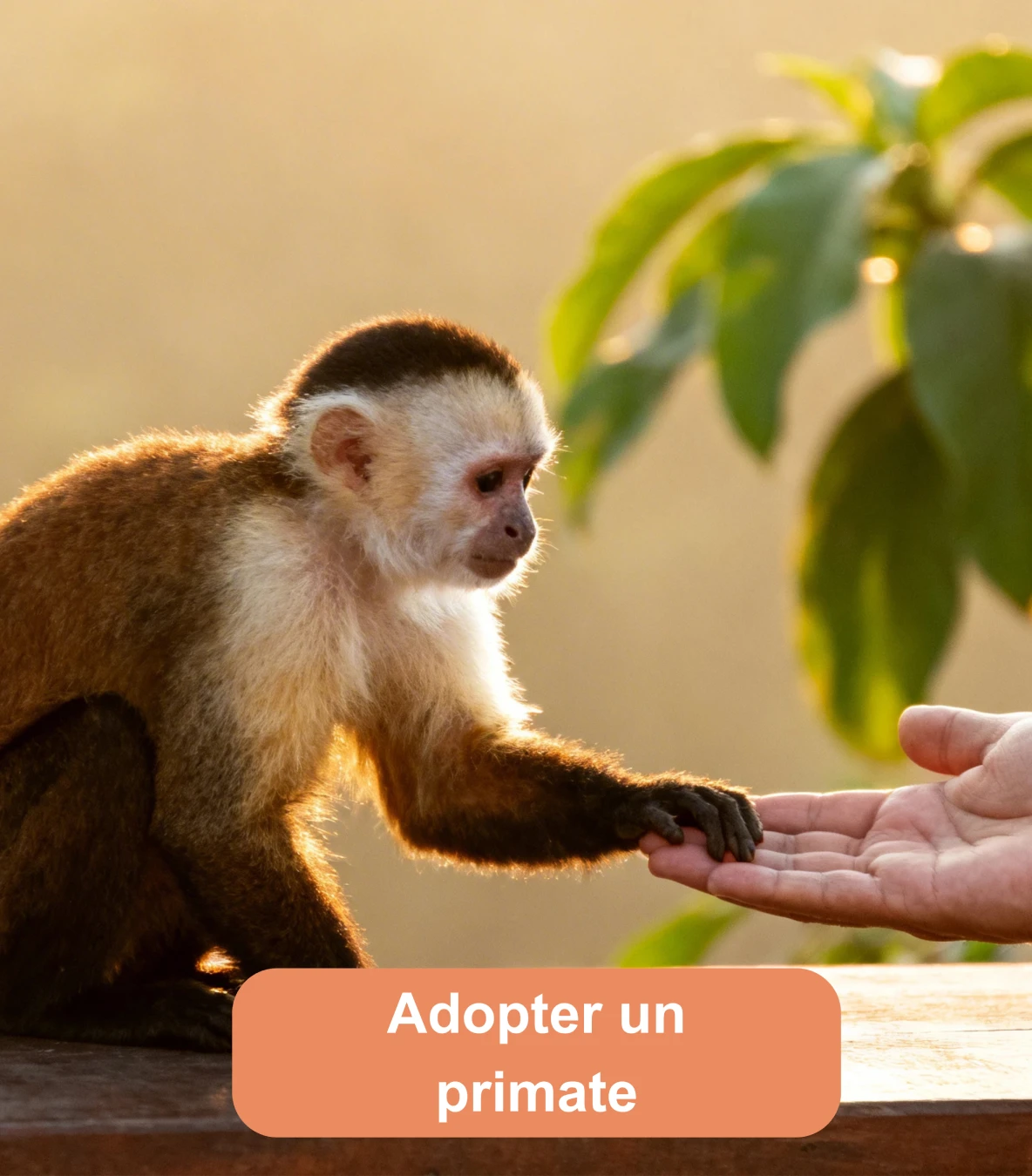 Primate posant sa main dans celle d’une personne dans un cadre chaleureux
