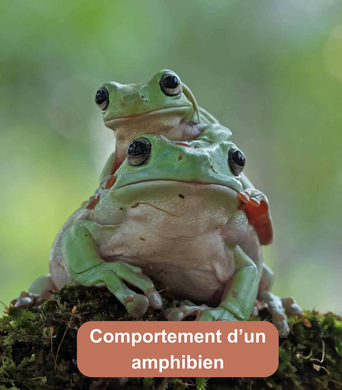 Deux grenouilles vertes superposées sur de la mousse humide