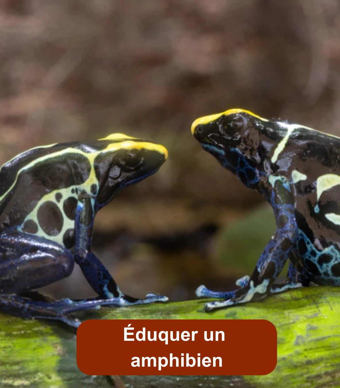 Deux grenouilles colorées face à face sur une feuille dans un terrarium