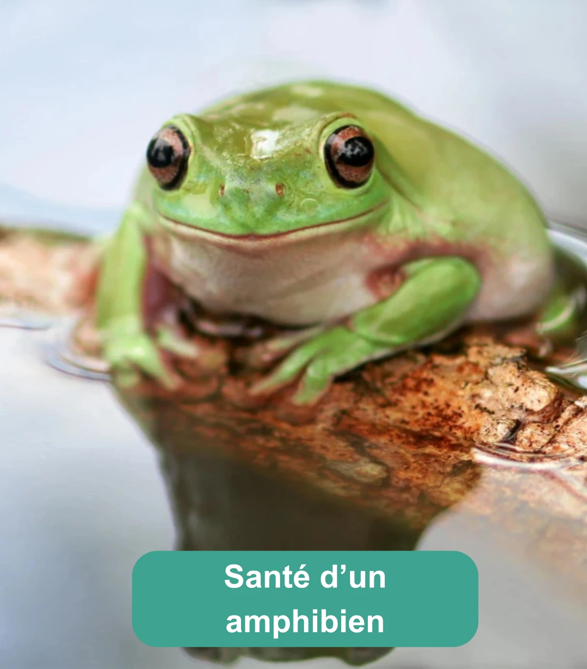 Grenouille verte posée sur une pierre humide au bord de l’eau