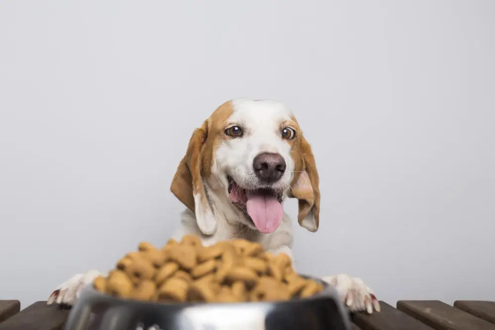 Chien devant un bol de croquettes pour illustrer l’appétence et l’adaptation de l’alimentation au profil de l’animal