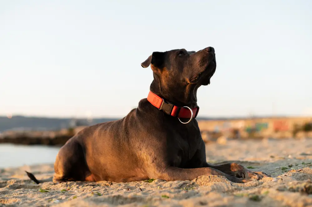 Chien allongé portant un collier confortable et bien ajusté sur la plage