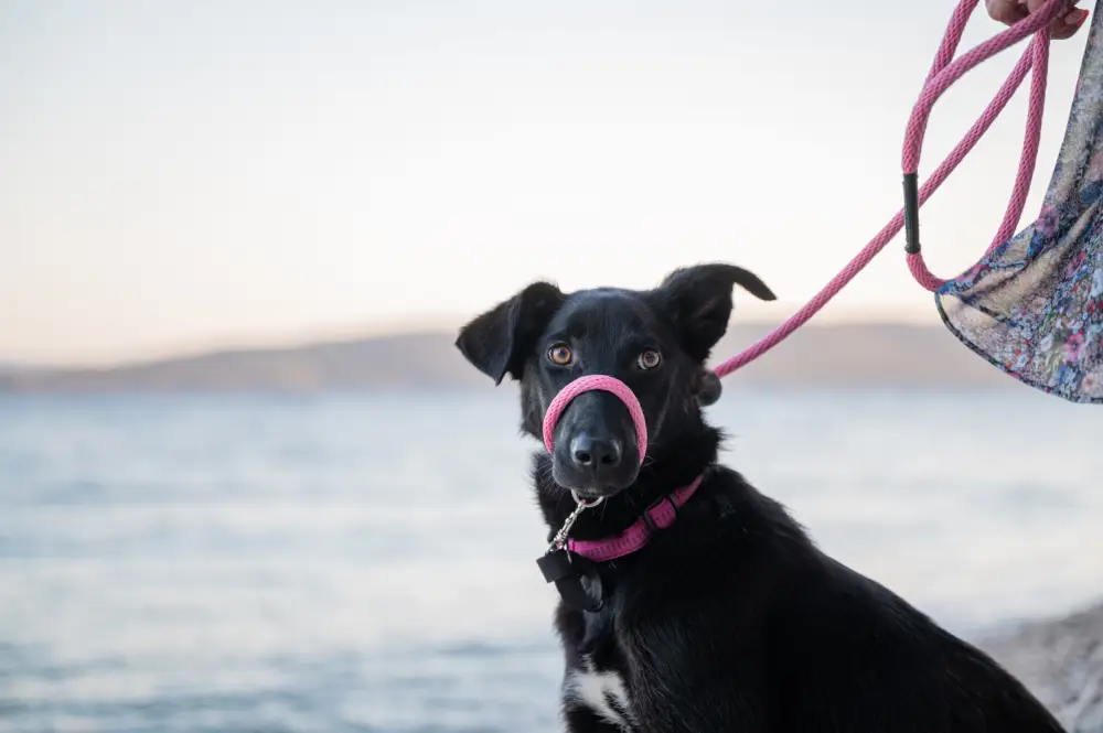 Chien noir avec collier en promenade extérieure pour un meilleur contrôle et une bonne visibilité