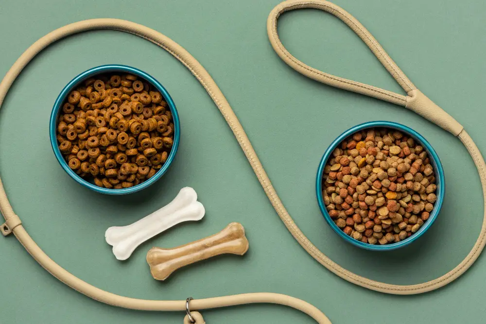 Bols de croquettes pour chien avec laisse et friandises pour illustrer le choix d’une alimentation canine équilibrée