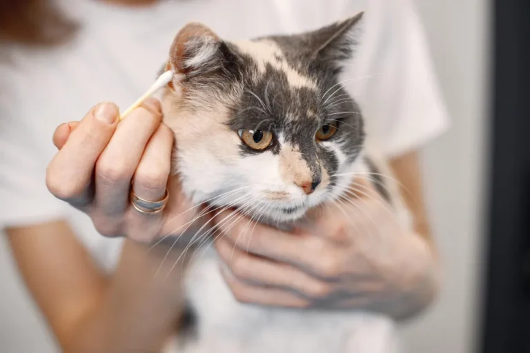 Nettoyage des oreilles du chat avec coton-tige par un propriétaire