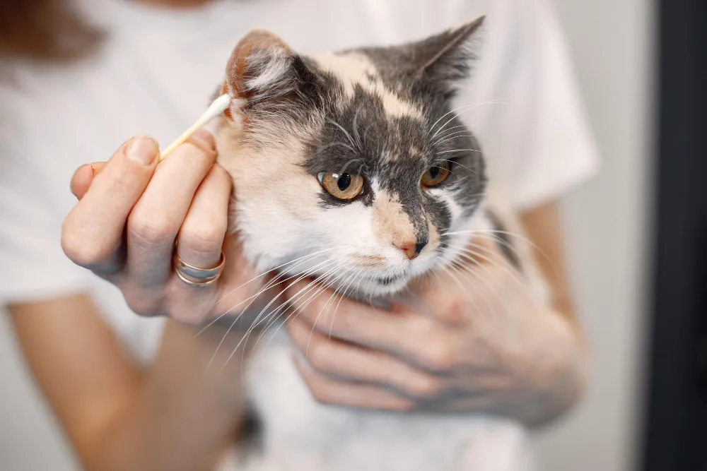 Nettoyage des oreilles du chat avec coton-tige par un propriétaire
