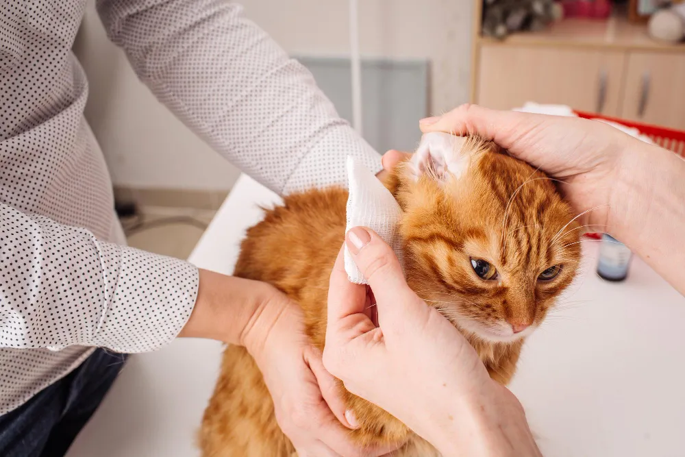 Étapes du nettoyage des oreilles du chat avec compresse