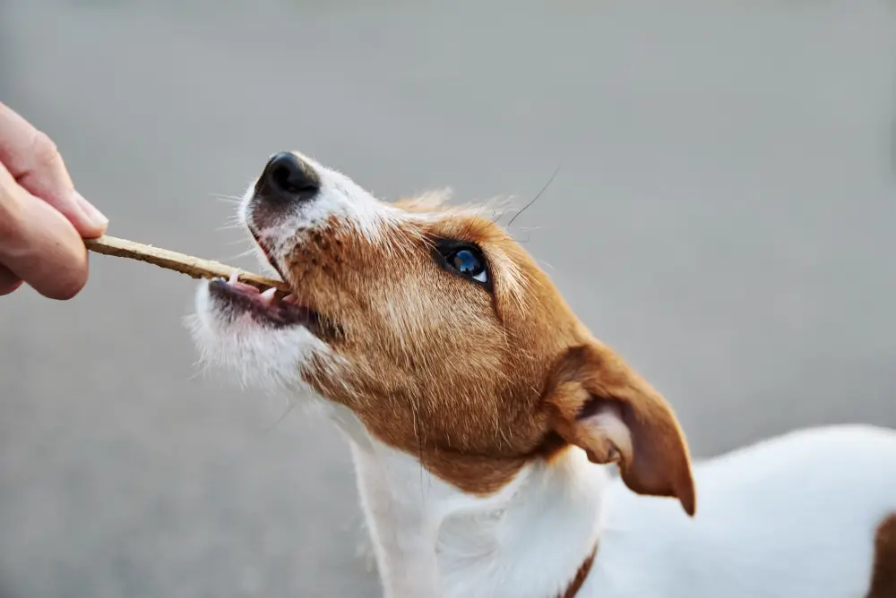 Petit chien recevant une friandise pendant un exercice d’éducation positive