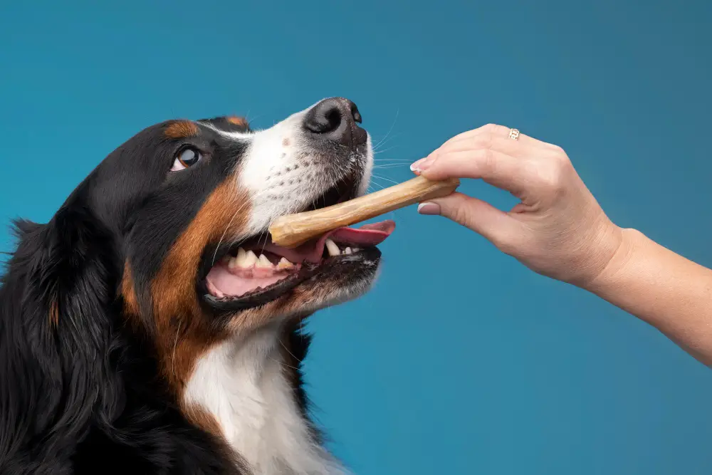 Chien recevant un os à mâcher naturel tenu à la main, illustrant une friandise saine