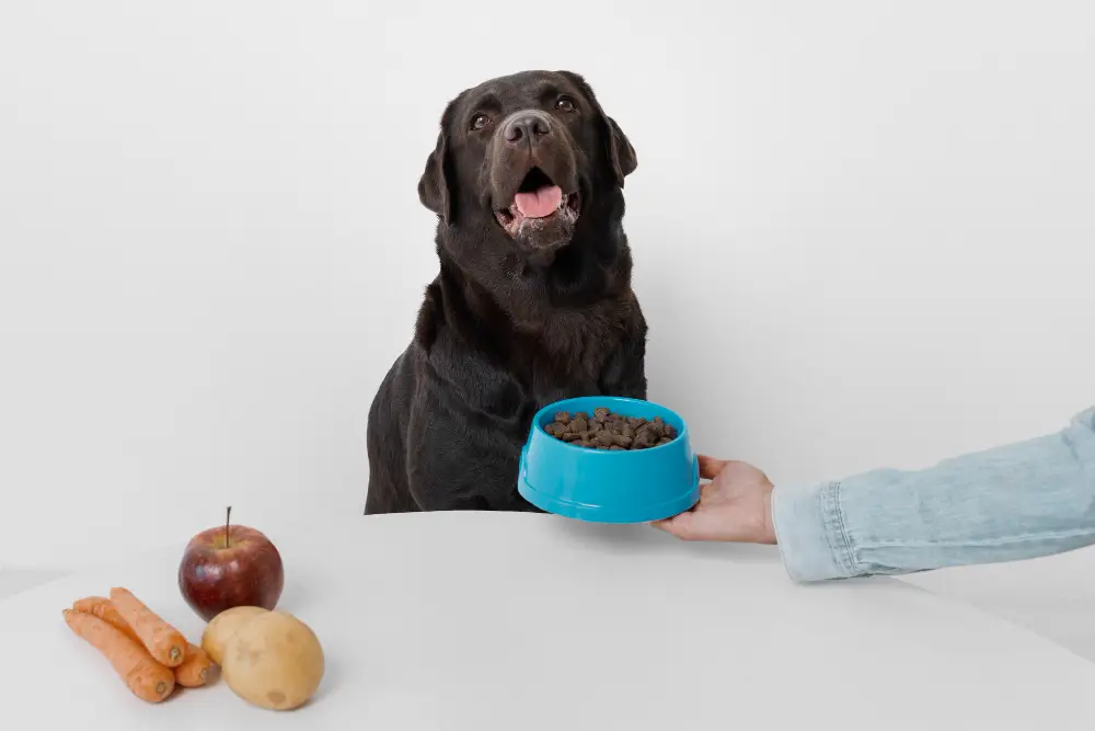 Chien devant une gamelle de croquettes avec carottes, pomme et pomme de terre pour illustrer les besoins nutritionnels du chien