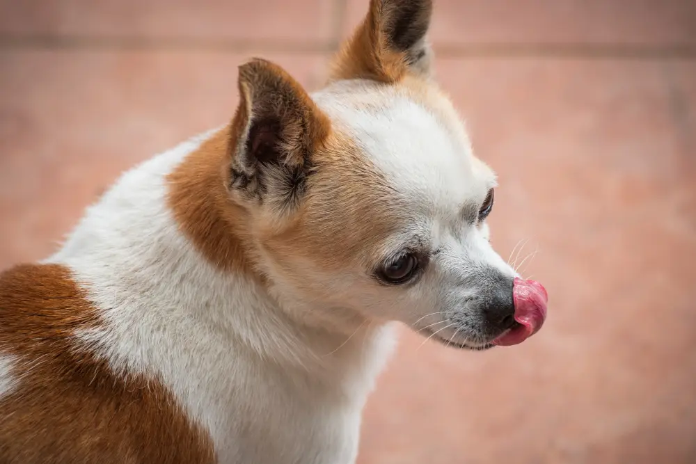 Petit chien se léchant le museau avec une truffe visible pour illustrer l’humidité naturelle du museau du chien