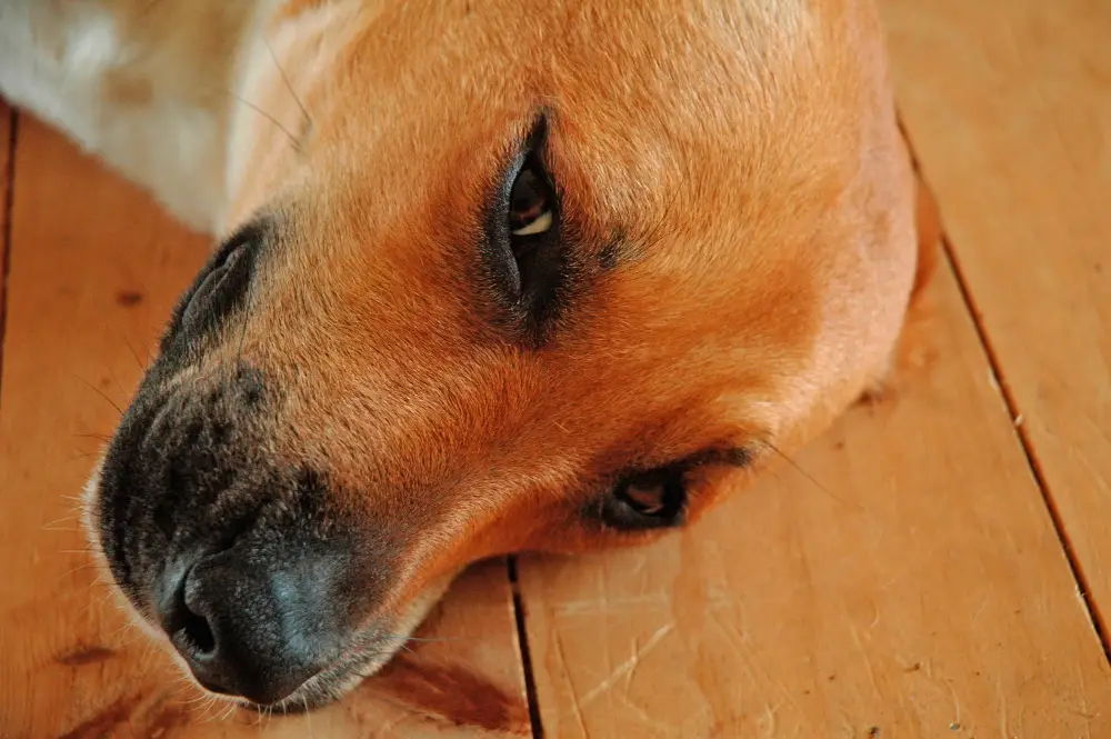 Chien allongé avec le museau visible pour illustrer les changements d’aspect et la sécheresse du museau du chien