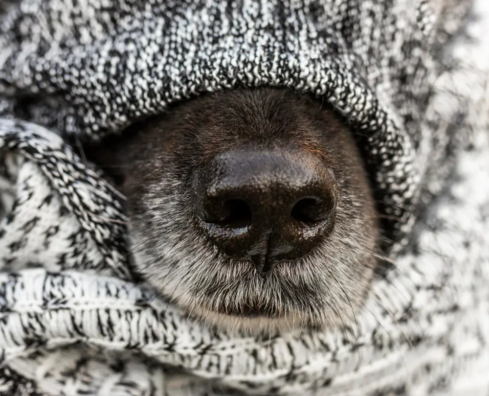 Gros plan sur la truffe noire d’un chien pour montrer la texture et l’aspect d’un museau sain
