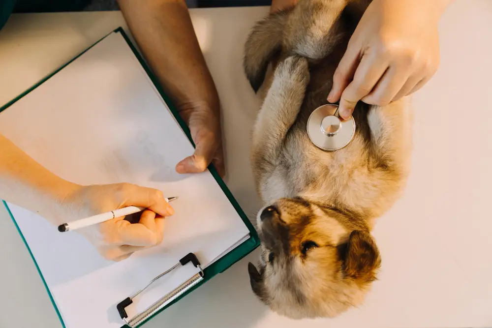 Chien allongé pendant un examen vétérinaire avec dossier médical, illustrant le choix d'une bonne mutuelle pour chien