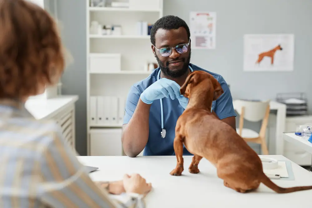 Teckel en consultation chez le vétérinaire avec son propriétaire pour illustrer l'utilité d'une mutuelle pour chien