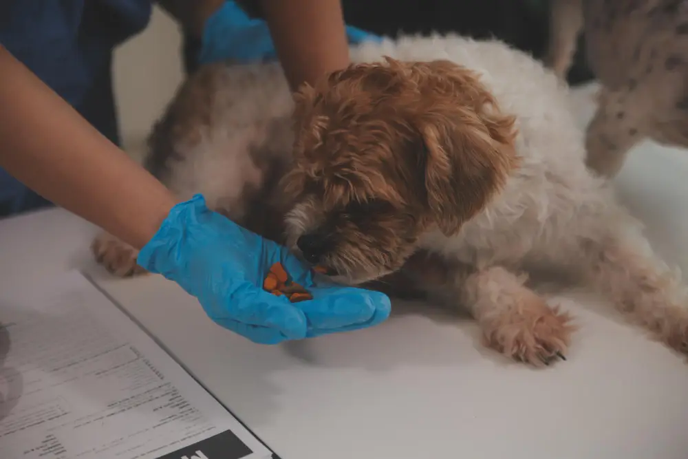 Mutuelle pour chien remboursement frais vétérinaires