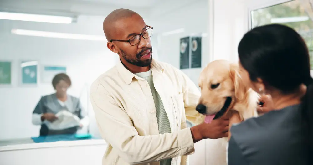 Golden retriever examiné en clinique vétérinaire pour illustrer les soins couverts par une mutuelle pour chien