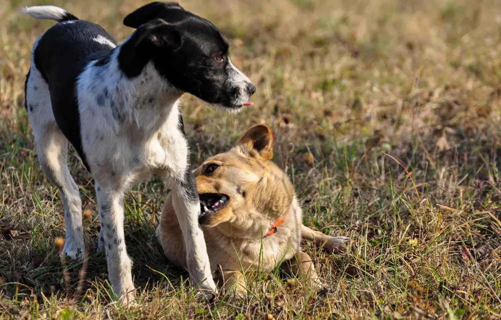 Un chien en posture tendue face à un autre chien au sol, signe de tension à surveiller pour prévenir une bagarre entre chien
