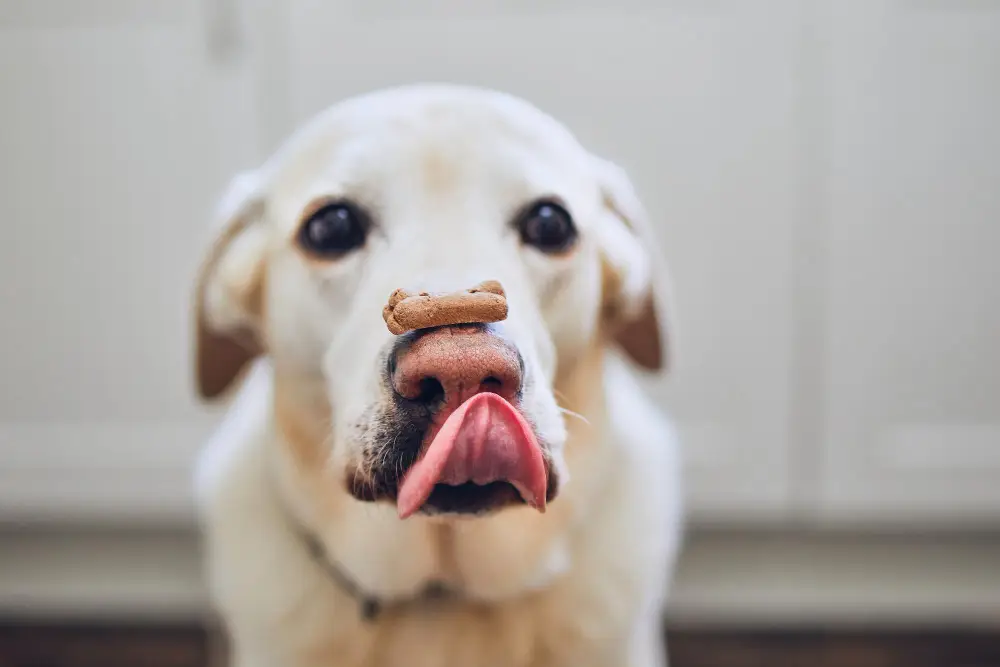 chien friandise maison recette biscuits naturels chien récompense saine
