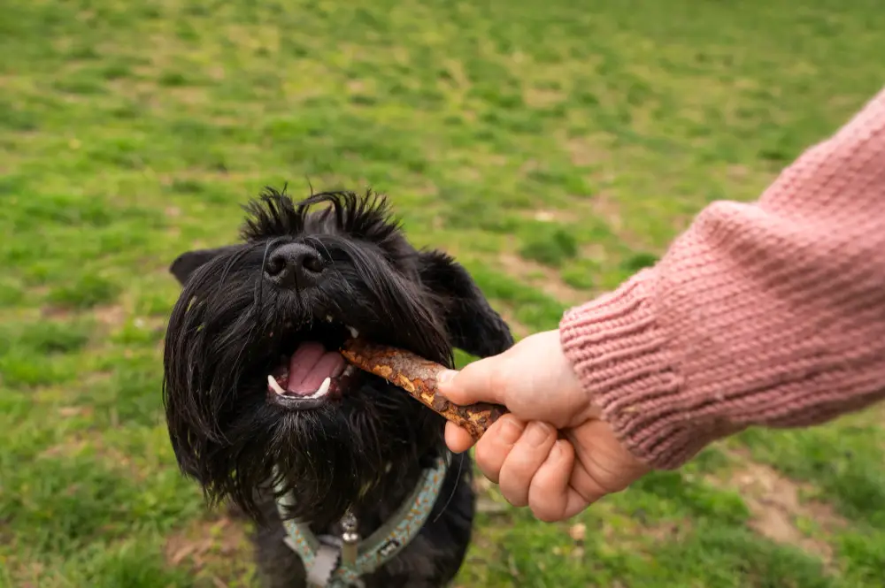 Chien noir mangeant une friandise maison donnée à la main en extérieur