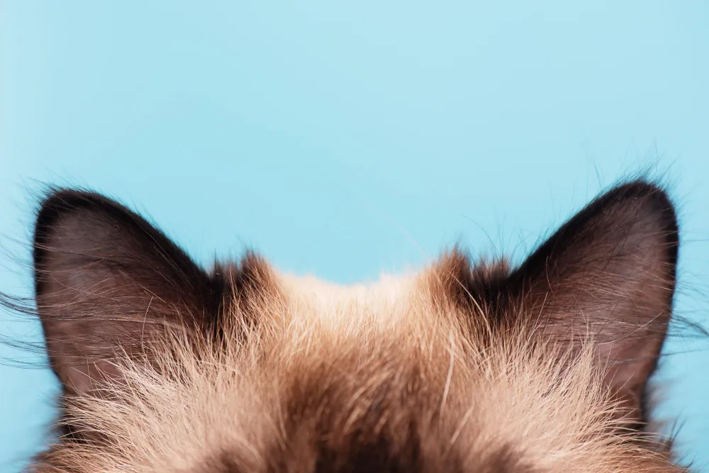 Oreilles de chat propres montrant une bonne hygiène auriculaire